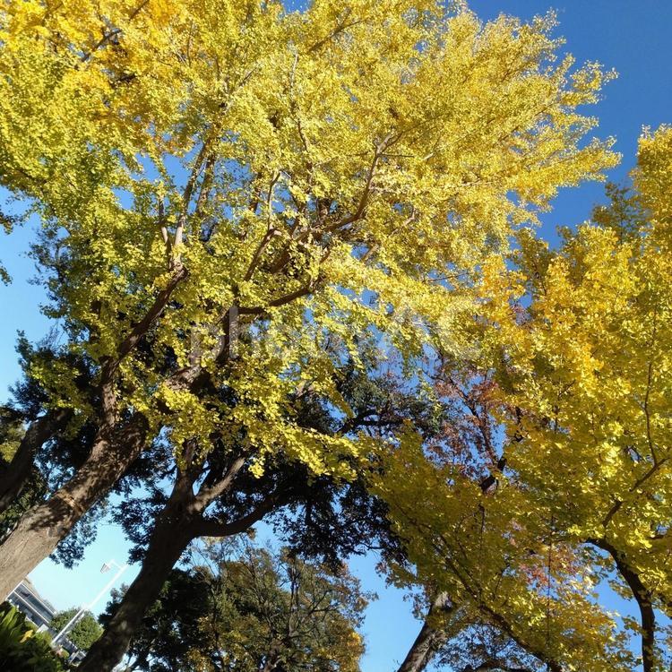 イチョウと青空 銀杏,青空,公園の写真素材