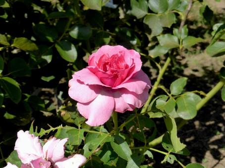 郊外の花壇に咲くピンク色のバラ 郊外の花壇に咲くピンク色のバラ バラ,花,植物の写真素材