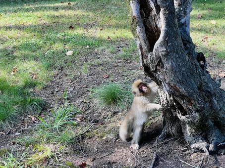 地面に立つニホンザル 地面に立つニホンザルの写真