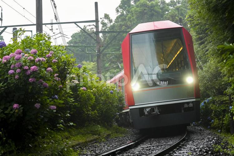 雨の紫陽花の中を走る箱根登山鉄道 紫陽花,梅雨,箱根登山鉄道の写真素材