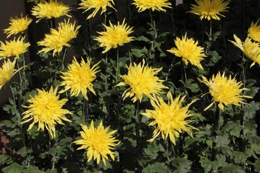 和菊・わぎく 和菊・わぎく 和菊・わぎく,風景マクロ,わぎくの写真素材