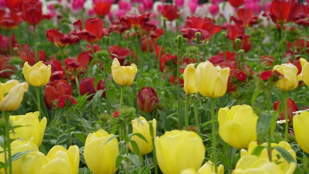 Tulips, JPG Tulips, JPG