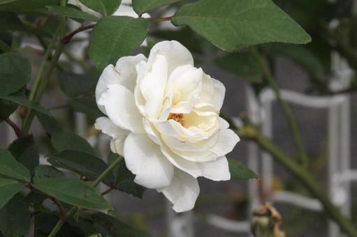 バラ・薔薇 アイスバーグ バラ・薔薇 アイスバーグ アイスバーグ,iceberg,クローズアップの写真素材