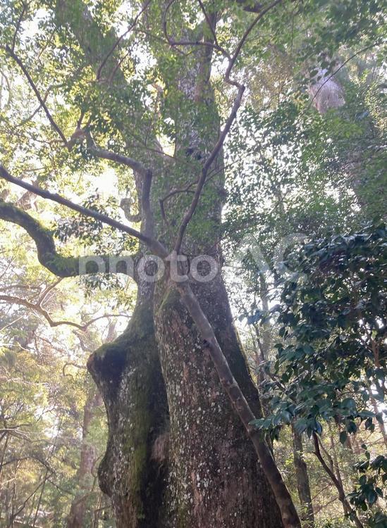 荘厳なる木々 自然,神秘的,ファンタジックの写真素材