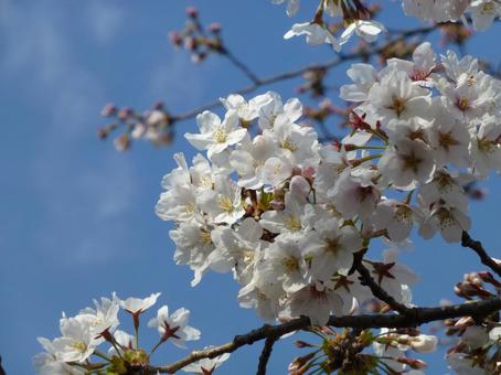 青空と春の陽気に誘われ咲いた桜の花 青空と春の陽気に誘われ咲いた桜の花の写真