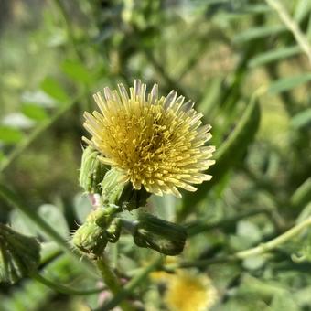 がんばれ　日本　タンポポの写真