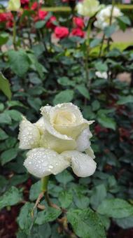 雨上がり、白い薔薇 雨上がり、白い薔薇 薔薇,バラ,ローズの写真素材