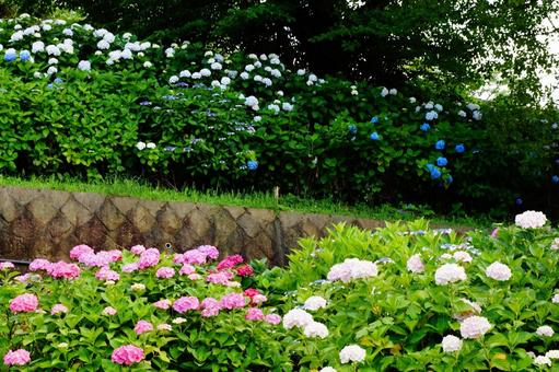 アジサイの花 アジサイの花の写真