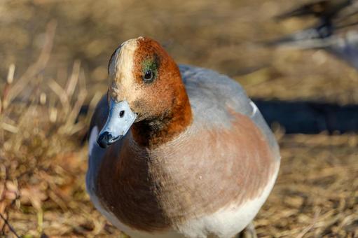 光を浴びるヒドリガモの雄 光を浴びるヒドリガモの雄 ヒドリガモ,鳥,水鳥の写真素材