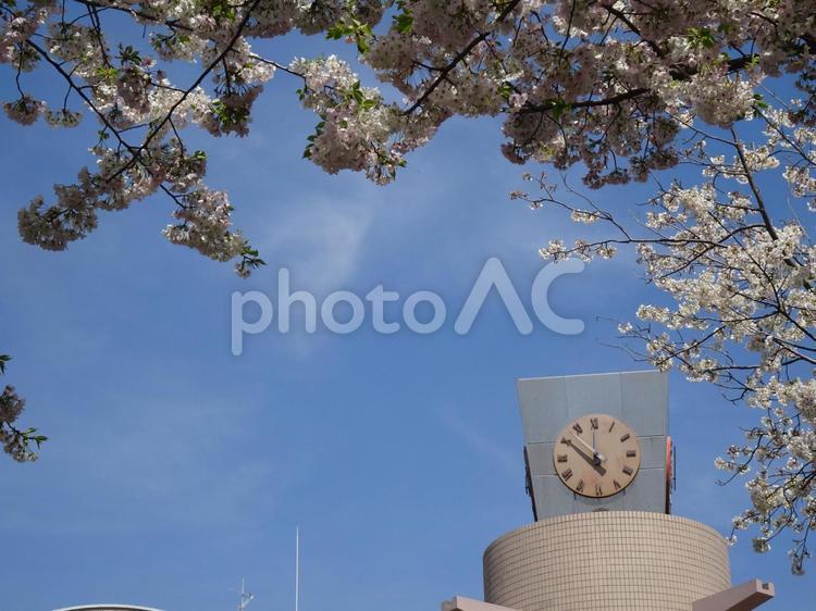 葉桜交じりの桜-22 青空,空,雲の写真素材