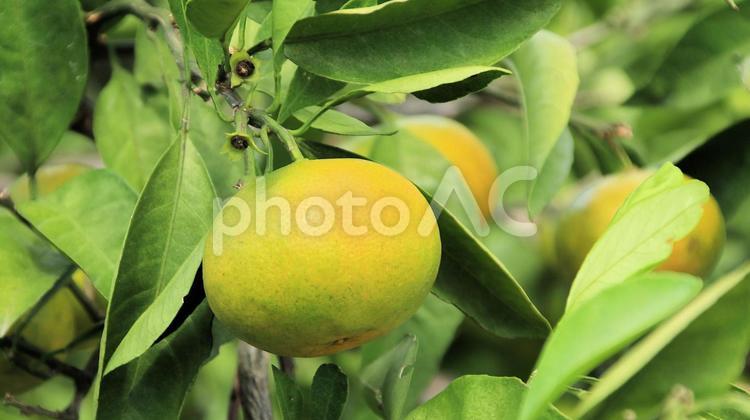 味覚の秋 早生みかん 味覚の秋 早生みかん 早生みかん,果物,蜜柑の写真素材