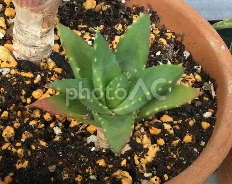 アロエの子株（鉢植え） 植物,アロエ,葉の写真素材