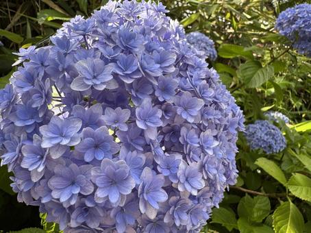 紫の紫陽花 紫の紫陽花 紫陽花,アジサイ,花の写真素材