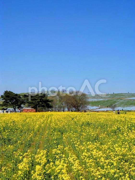 菜の花＆ネモフィラ・ひたち海浜公園・茨城 春,ネモフィラ,菜の花の写真素材