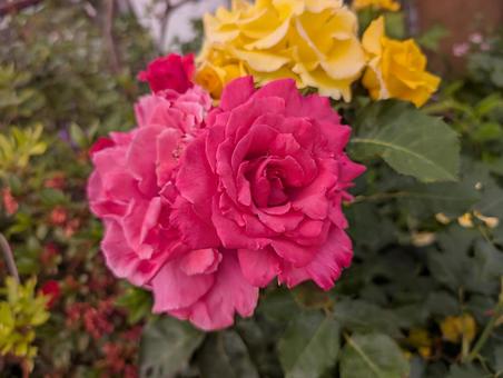 薔薇 薔薇の写真