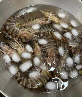 氷でシメてる活き海老 氷でシメてる活き海老の写真