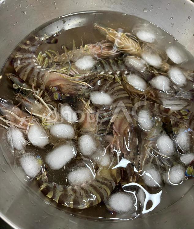 氷でシメてる活き海老 海老,えび,エビの写真素材