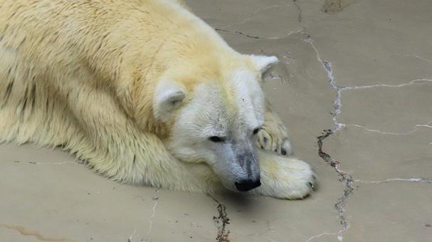 シロクマも暑い 夏の動物園 シロクマも暑い 夏の動物園 シロクマ,ホッキョクグマ,白熊の写真素材