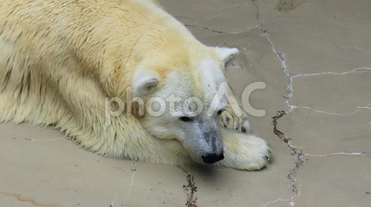シロクマも暑い　夏の動物園 シロクマ,ホッキョクグマ,白熊の写真素材