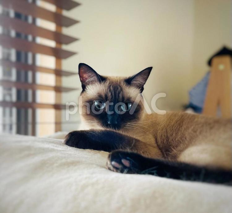 窓際の魅力的な青い目のシャムミックス 猫,シャムネコ,ブラインドの写真素材