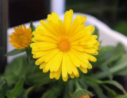 冬知らずの写真