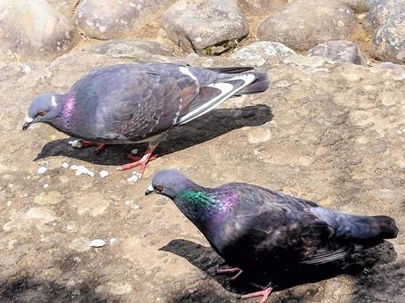 鳩 二羽 鳩 二羽 鳩,鳥,平和の写真素材