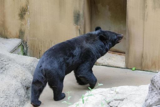 ツキノワグマ ツキノワグマ 上野動物園,ツキノワグマ,熊の写真素材