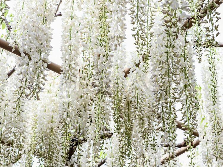 藤棚から垂れる白藤 大藤,白色,花の乱れ咲きの写真素材