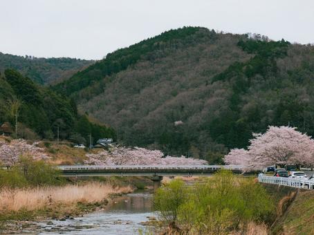 桜 桜の写真