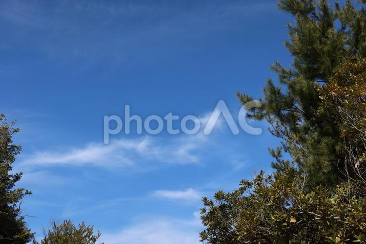 冬の自然（青空と木々） 快晴,青空,ブルースカイの写真素材