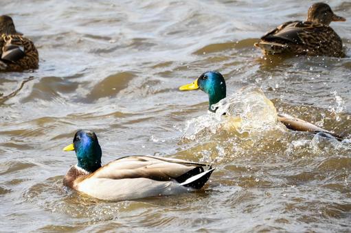 マガモ(22)の写真