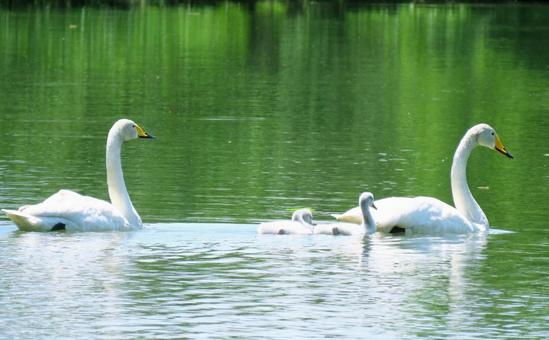 白鳥親子 白鳥親子の写真