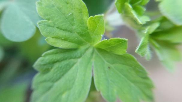 フウロソウ属の植物は区別が難しい フウロソウ属の植物は区別が難しいの写真