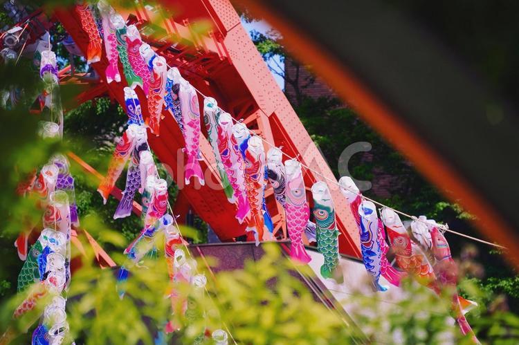 木陰から東京タワーの鯉のぼりを覗く 鯉のぼり,こいのぼり,端午の節句の写真素材