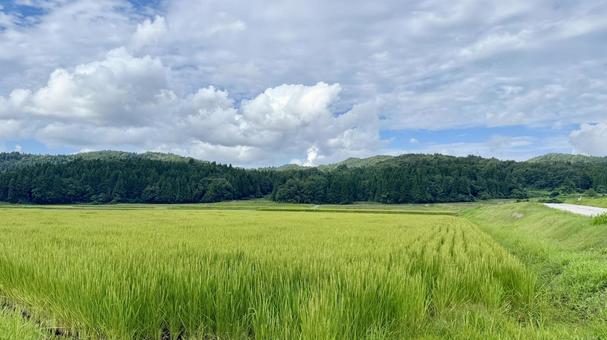 収穫間近な水田 収穫間近な水田の写真