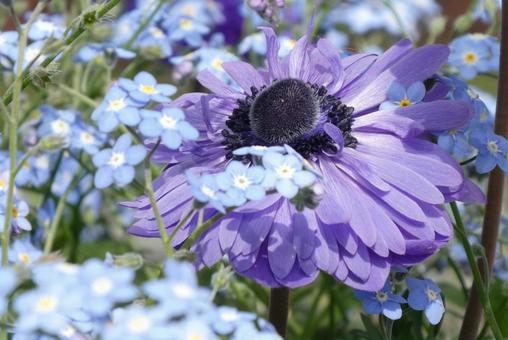 青と紫の花 青と紫の花の写真