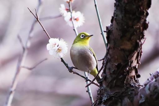 白い梅の花の枝にとまる可愛いメジロの写真