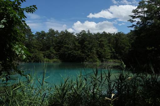 五色沼 五色沼の写真