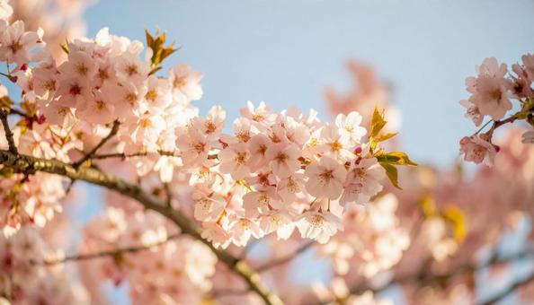 満開の桜と青空・開花した桜・お花見・春 満開の桜と青空・開花した桜・お花見・春 の写真