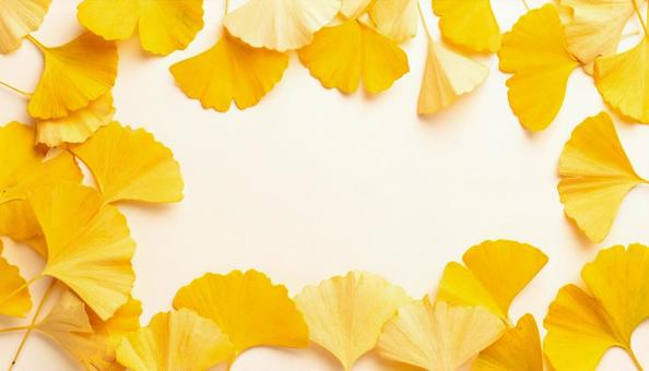 柔らかな秋色のイチョウ葉背景 柔らかな秋色のイチョウ葉背景の写真