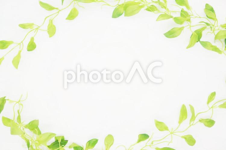 白い背景と緑の植物のフレーム素材 白,ホワイト,緑の写真素材