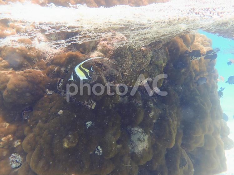海藻の下のツノダシ ツノダシ,ツカサアミ,海藻の写真素材