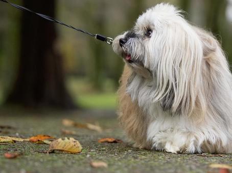ハバニーズのポートレート ハバニーズのポートレート 犬,ハバニーズ,純血種の写真素材