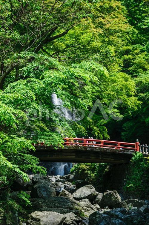 大阪府 新緑と箕面大滝 箕面大滝,初夏,新緑の写真素材