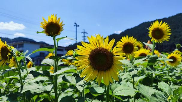 夏を抱きしめる花畑 夏を抱きしめる花畑の写真