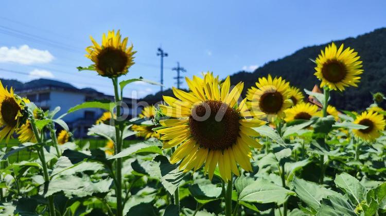 夏を抱きしめる花畑 ひまわり,洲原ひまわりの里,黄金色の花畑の写真素材