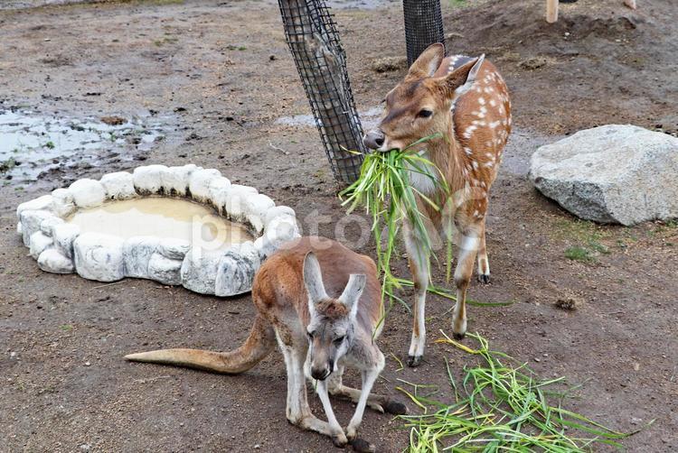 草をほおばる動物たち 動物,鹿,カンガルーの写真素材