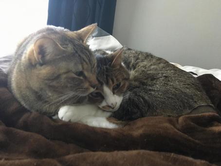 Taking a nap together in bed, JPG