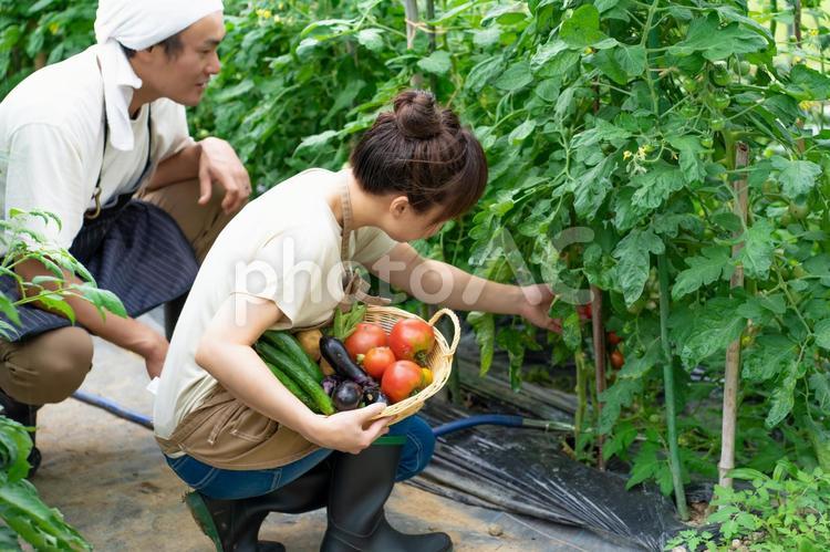 トマトを栽培する男女 家庭菜園,野菜,農業体験の写真素材