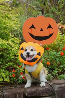 コーギー ハロウィン コーギー ハロウィン ハロウィン,コーギー,笑顔の写真素材
